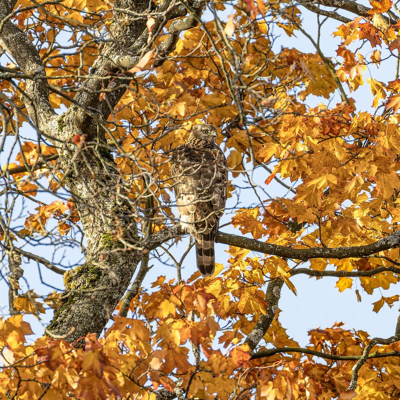тетеревятник, ястреб, птицы, хищник, осень, фотоохота, золотая осень Мимикрия тетеревятникаphoto preview
