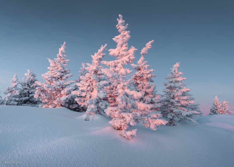 урал, зюраткуль, челябинская область Уральские елочкиphoto preview