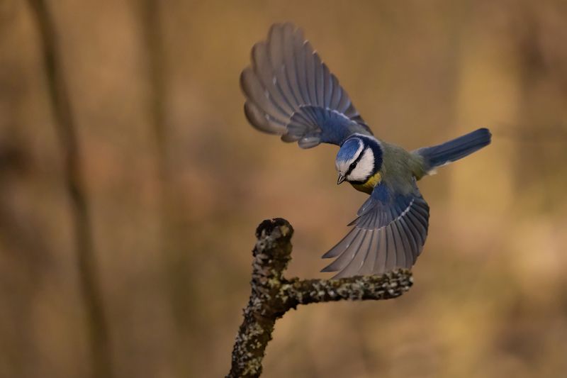 Titmousephoto preview