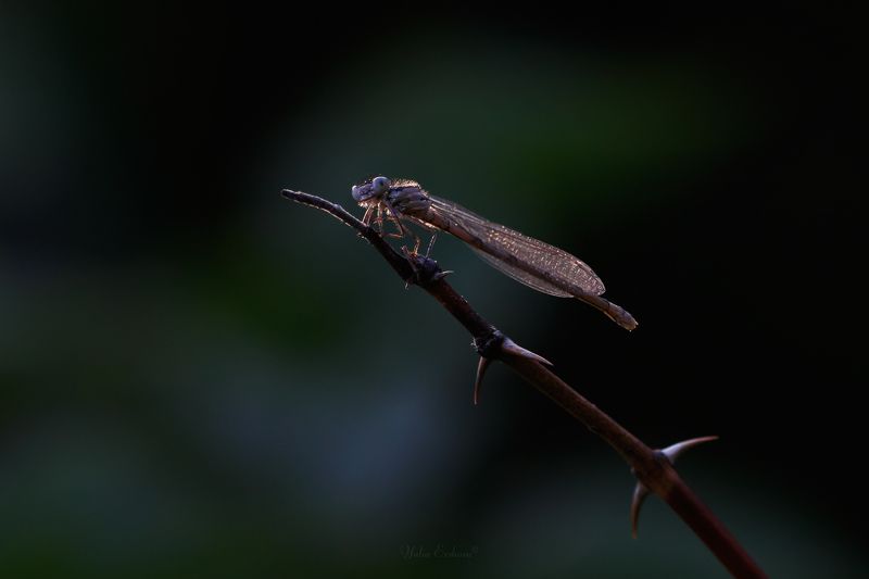 стрелка, стрекоза, макро, macro Стрелкаphoto preview