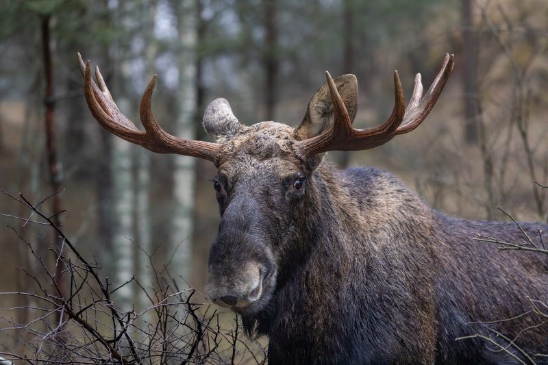 Портрет лося. photo preview