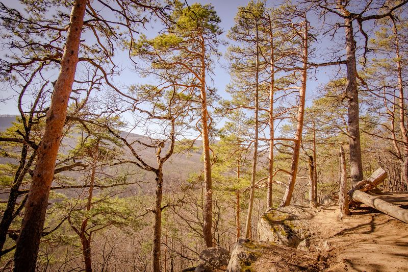 Сосныphoto preview