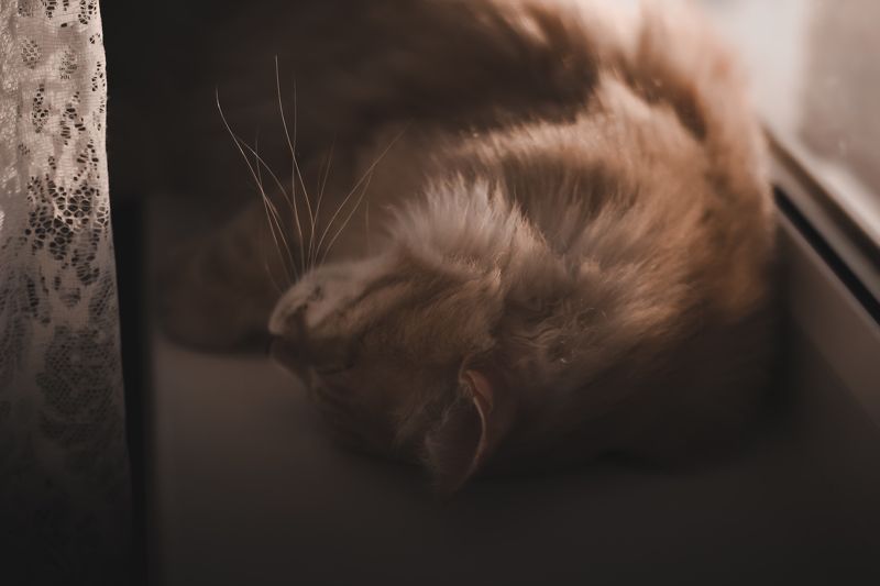 животные Степанphoto preview