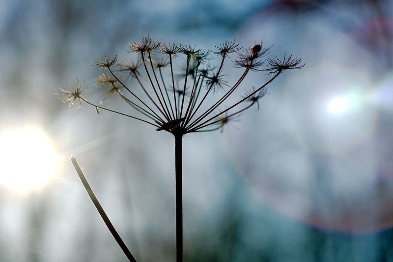 Зима, растение, флора Зимняя колыбельphoto preview