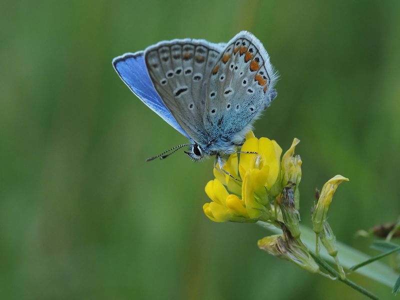 голубянка Икар, бабочка голубянка Икарphoto preview