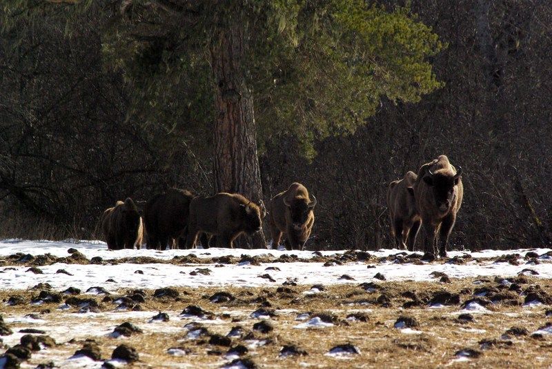 архыз Зимняя прогулка ... фото превью