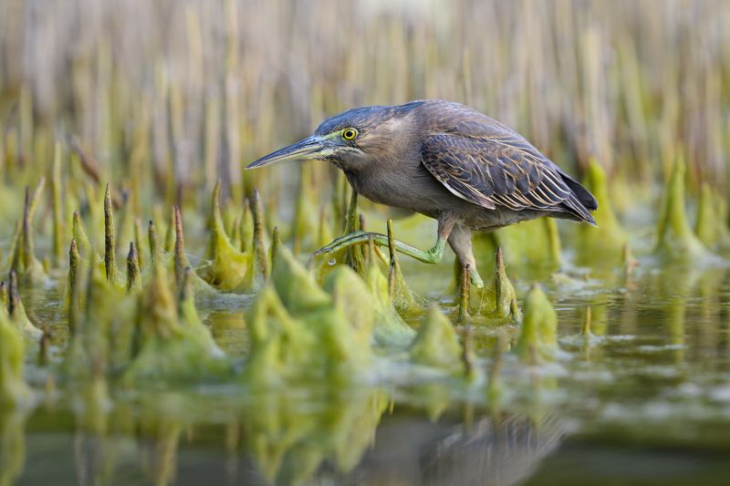 птица, фотоохота, цапля, природа, фауна Зеленая квакваphoto preview