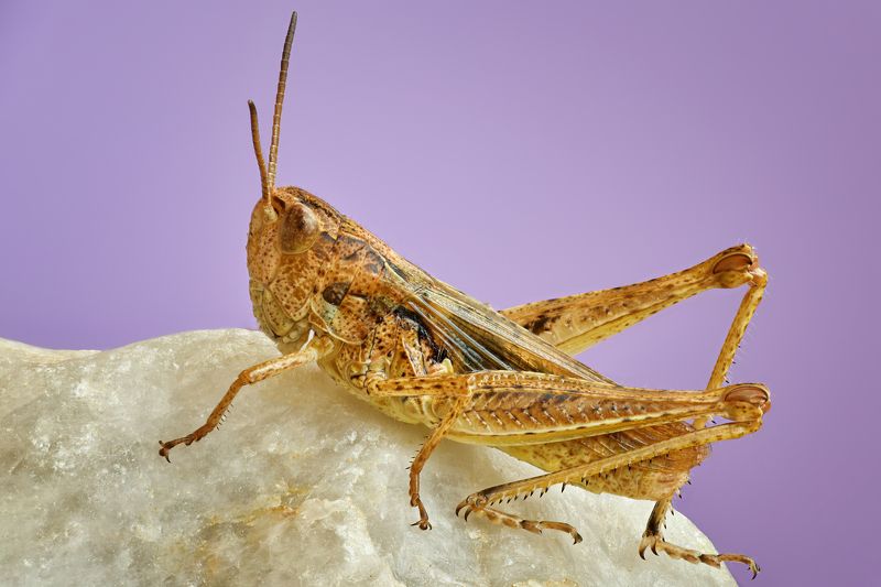 Кобылкаphoto preview