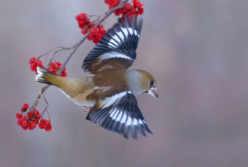 дубонос,взлёт,рябина,зима Пока-пока!photo preview