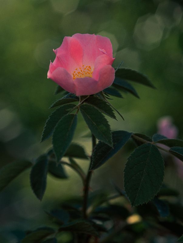 Шиповникphoto preview