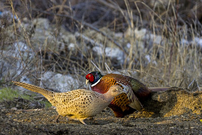 природа ***photo preview