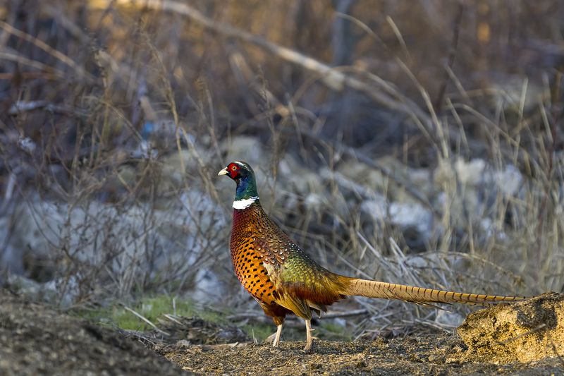 природа ***photo preview