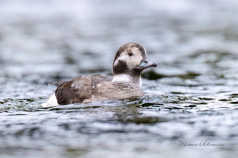 Морянкаphoto preview