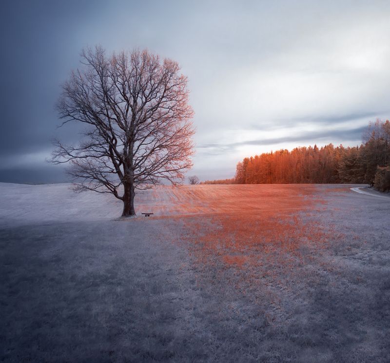 infrared,ик-фото,инфракрасное фото, инфракрасная фотография, пейзаж, осень Помнит лавочка летнюю листву фото превью