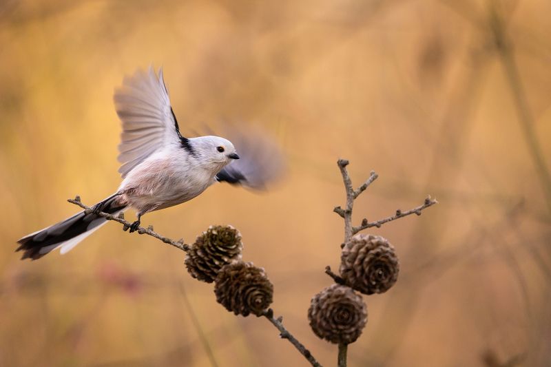 Long-tailed Tiphoto preview