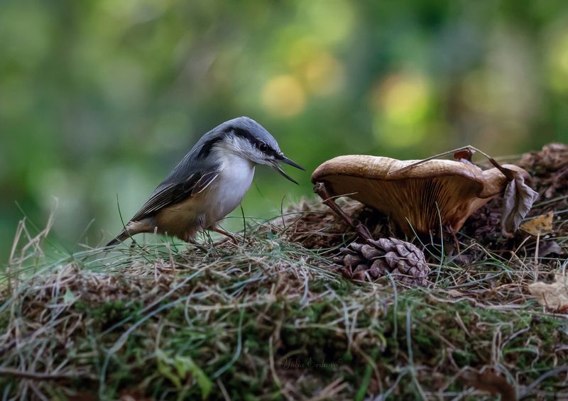 поползень photo preview