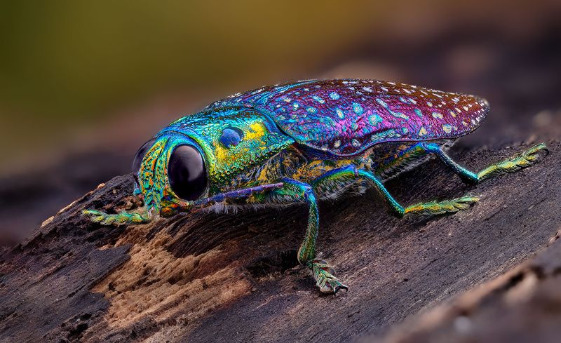 coleoptera, buprestidae, madecassia rothschildi, златка. blizgiavabalis Пестраяphoto preview