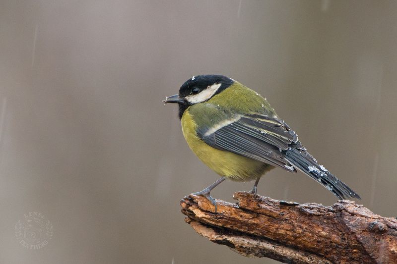 Большая синица - Lens and Feathersphoto preview