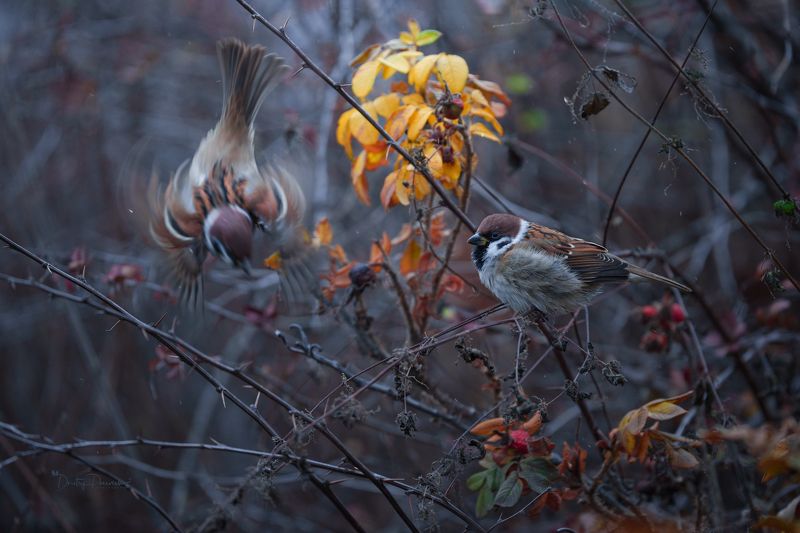 природа, лес, поля, огороды, животные, птицы, макро Пируэт на публикуphoto preview
