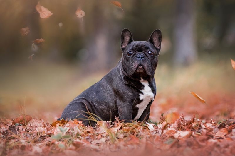 Осення фотопрогулкаphoto preview