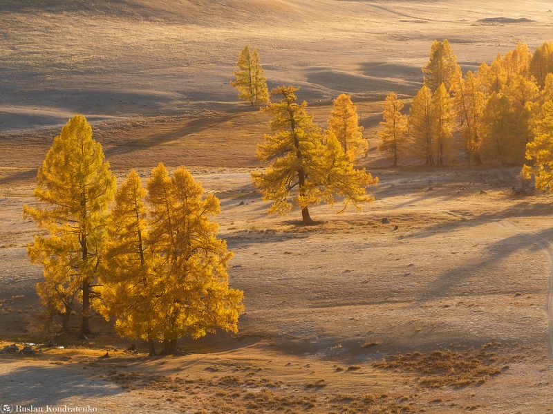 алтай, осень, горный алтай, лиственница, лиственницы Лиственницыphoto preview
