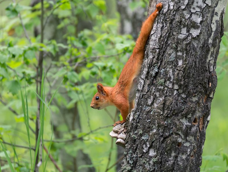 белка, лес, Белки.. (3 ФОТО)photo preview