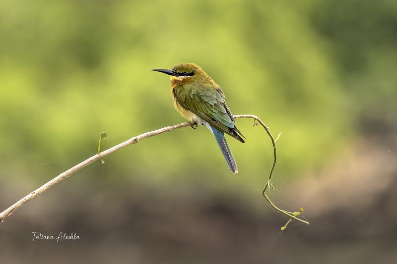 Синехвостая щурка (Blue-tailed bee-eater).photo preview