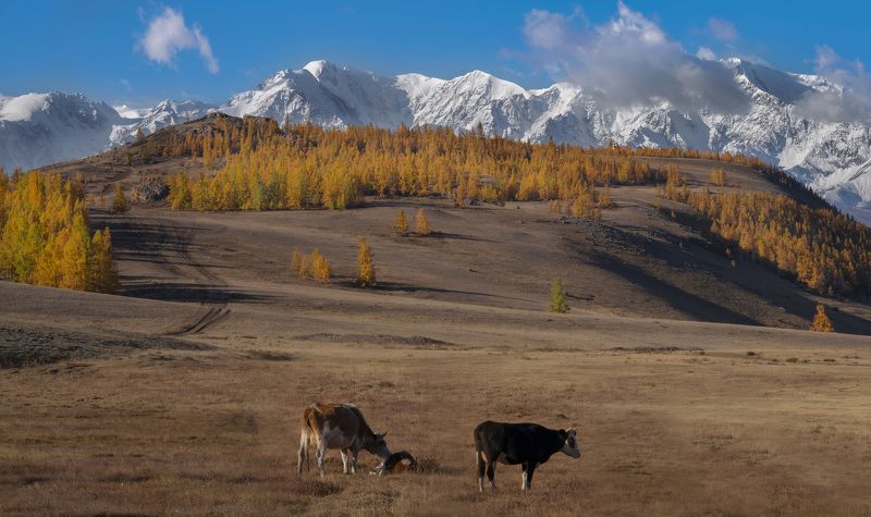 коровы, горный алтай, пейзаж, алтай Горный Алтайphoto preview