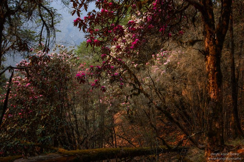 пейзажемагьё, пейзаж-как-виденье Утро в рододендроновых дебрях …photo preview