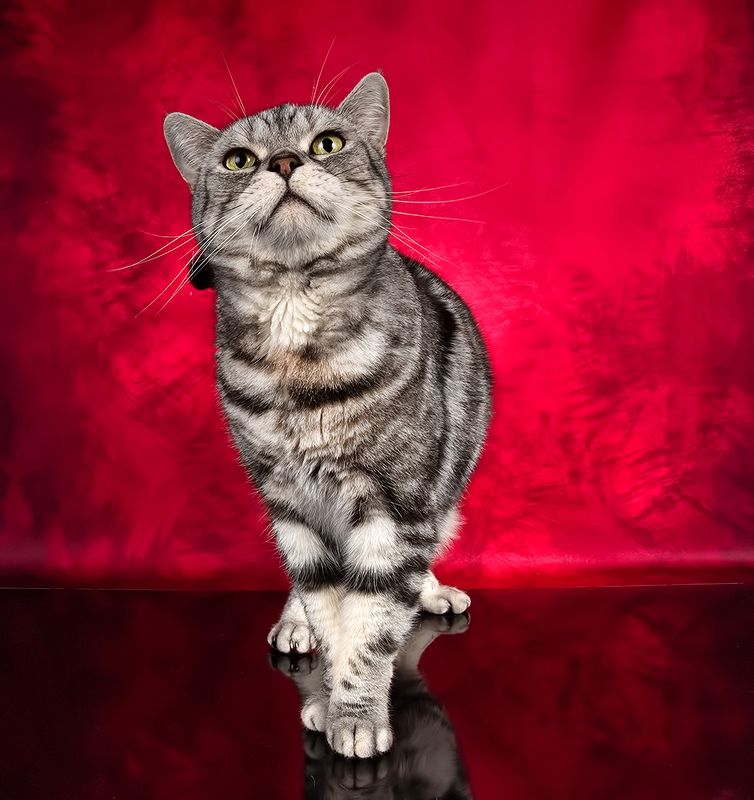 сat, кошка, животные, кошки,американский короткошерстный кот, american shorthair cat Маркиз. Американский короткошерстный кот (American shorthair cat фото превью