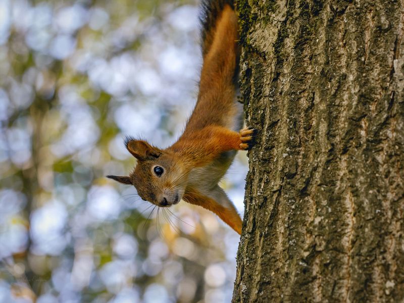 белка Я пришлаphoto preview