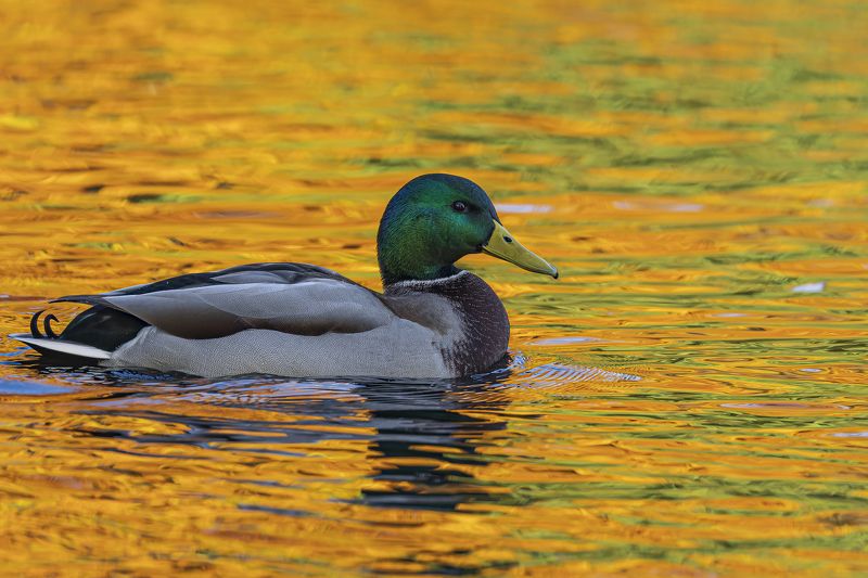 кряква, утка, золотая осень, осень, птицы, отражение Золото осениphoto preview