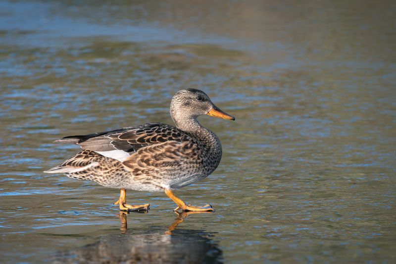 уточка, серая утка, самка,лед, gadwall; mareca strepera; anas strepera, female; ice По весеннему по льду...photo preview