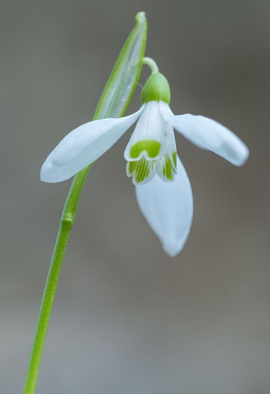 Колокольчик весны зазвенел...photo preview