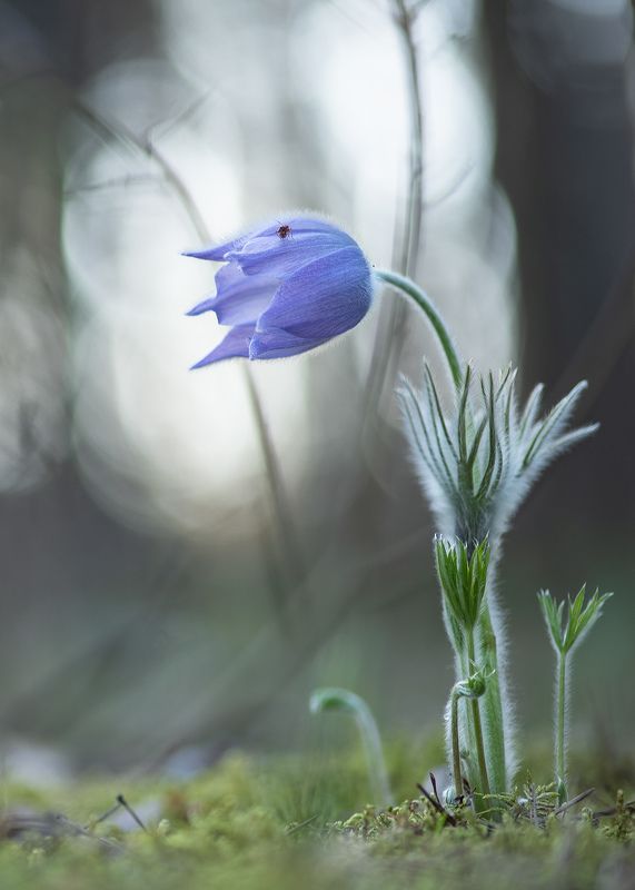 сон трава, россия, весна, апрель, воронеж, красота, nikon d 850, готические сны, carl zeiss makro-planar t* 100mm f/2 zf.2 С клопиком...photo preview