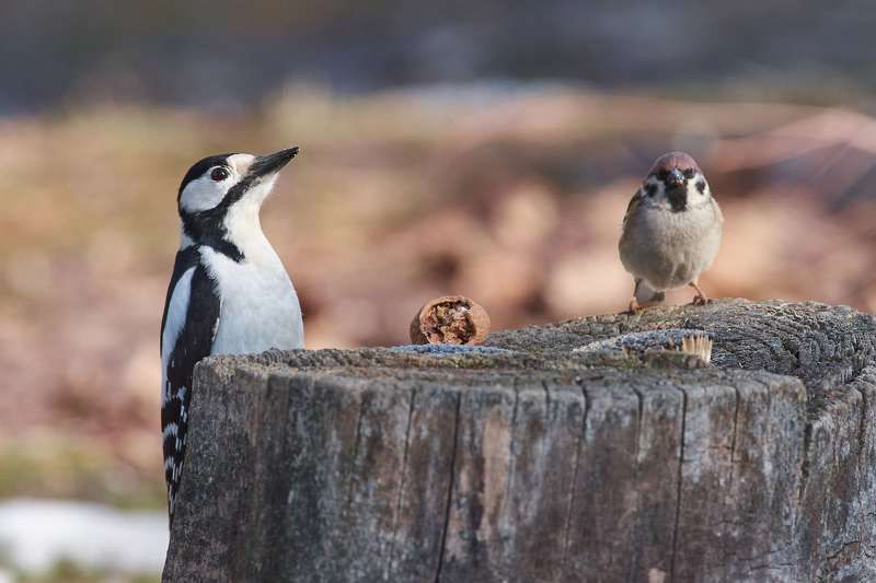 bird, birds, volgograd, russia, wildlife,  #photo preview
