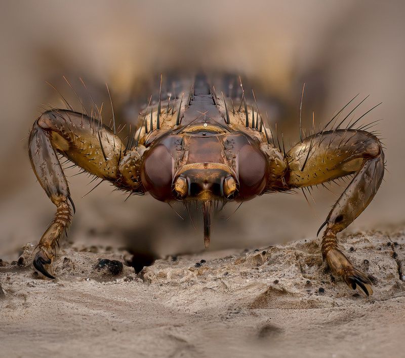 diptera, lipoptena cervi, оленья кровососка, briedmusė Кровопийца фото превью