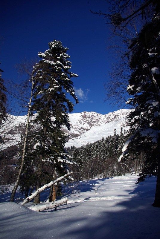 архыз Пихты ... фото превью