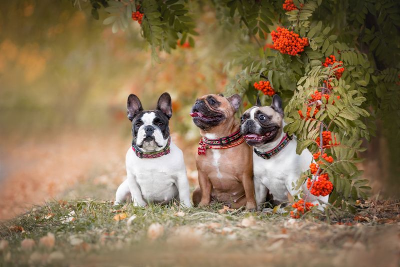 Французские булочкиphoto preview