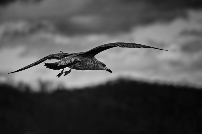 bird, птица, чайка, сизая чайка, море, балтийское море, зима, калининград Ветер в крыльях фото превью