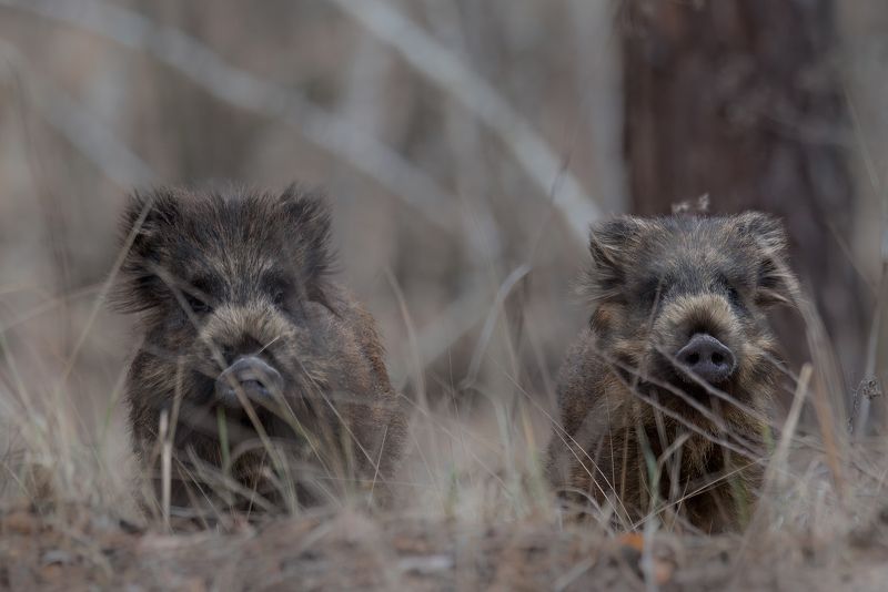 кабан, лес, поход, природа, boar, forest, nature, naturephotografy, nikon, nikonrussia, никон Затаилисьphoto preview