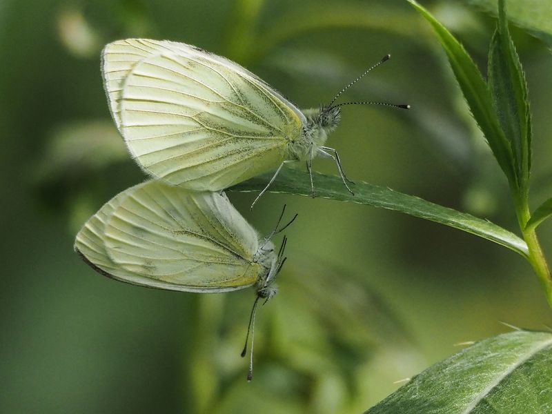 капустница, бабочка знакомствоphoto preview