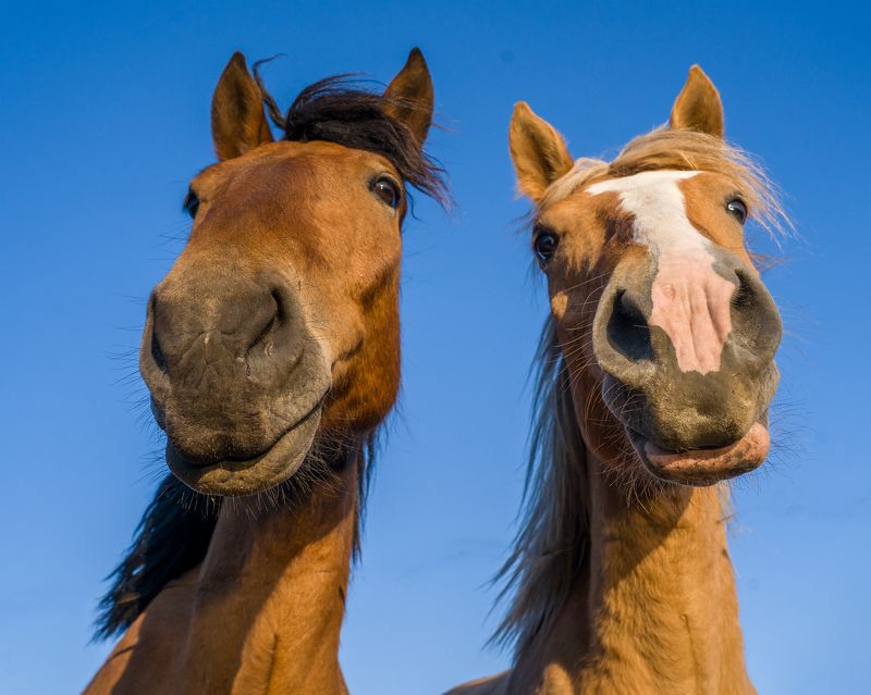 Парный портрет. фото превью