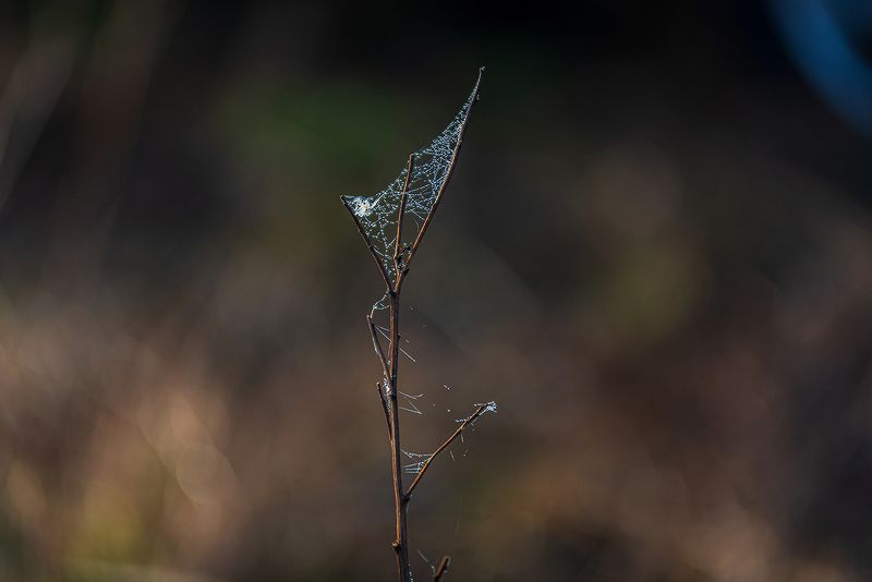 *** ***photo preview