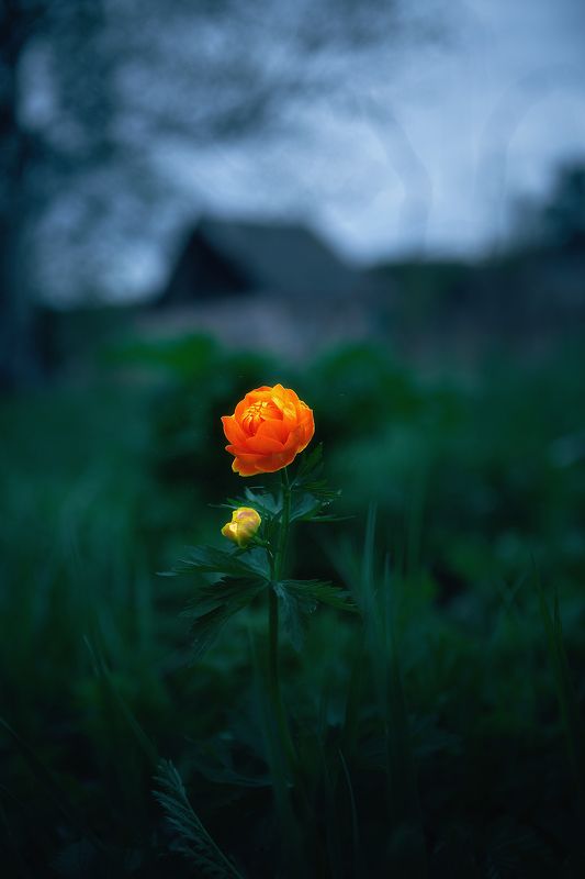 still life flower blossom floret floretphoto preview