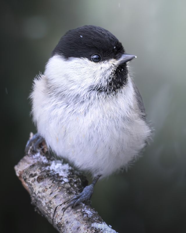 Буроголовая гаичка (Poecile montanus) photo preview