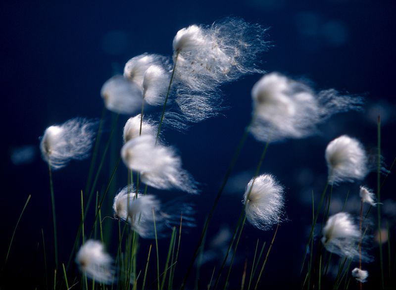 Пушицаphoto preview