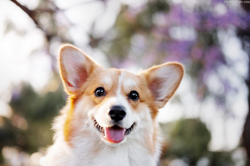 корги, портрет, собака, уши, вельш корги, пемброк, улыбка Собака-улыбакаphoto preview