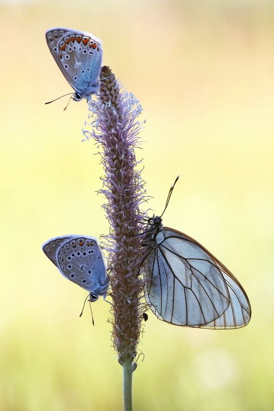 *** фото превью
