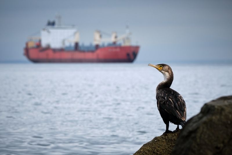 птицы, владивосток Море, птицы, корабли...photo preview
